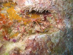 Arrow Crab on the USS Spiegel Grove by Trevor Knight 